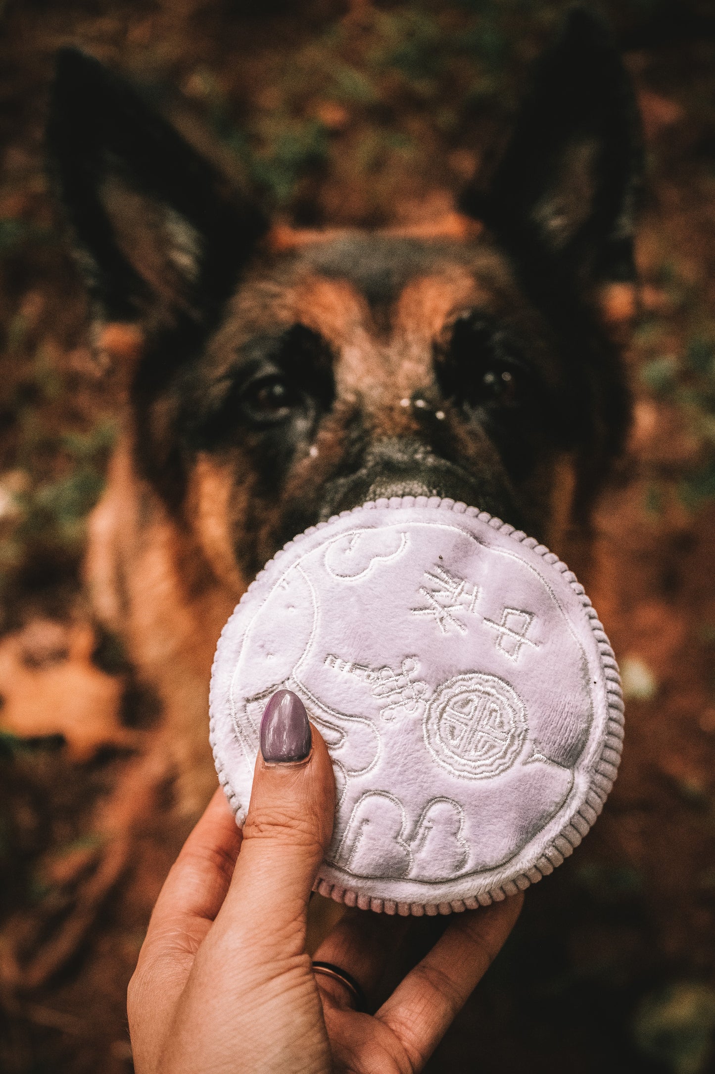 Mid-Autumn Festival Mooncake Box Dog Toy ft. Squeaky and Co - Taro