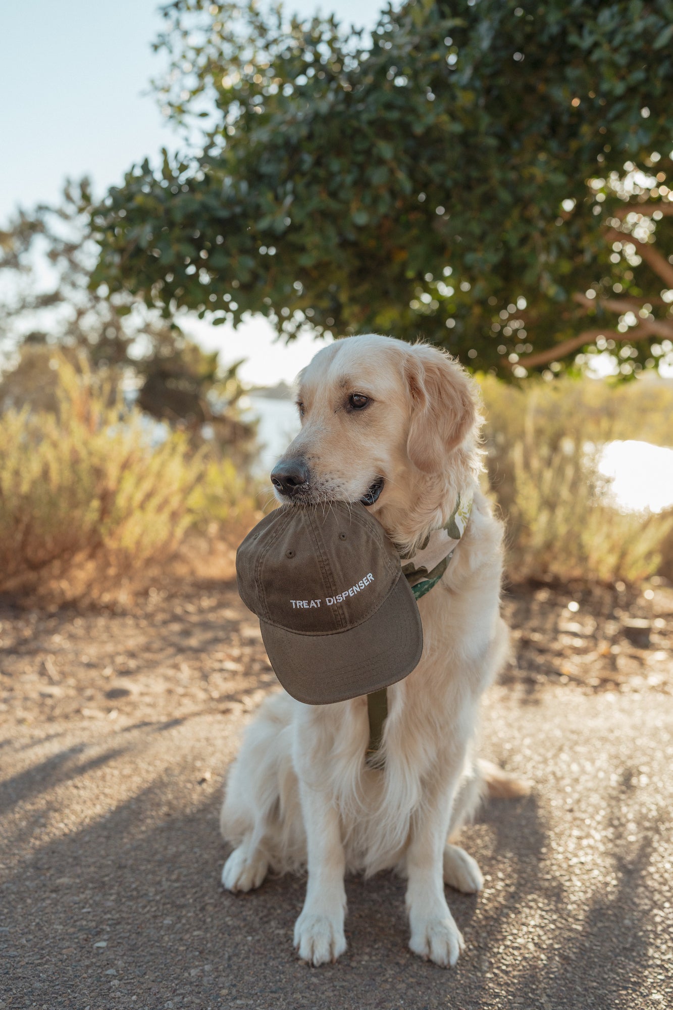 Treat Dispenser Embroidered Cap - Olive/Brown