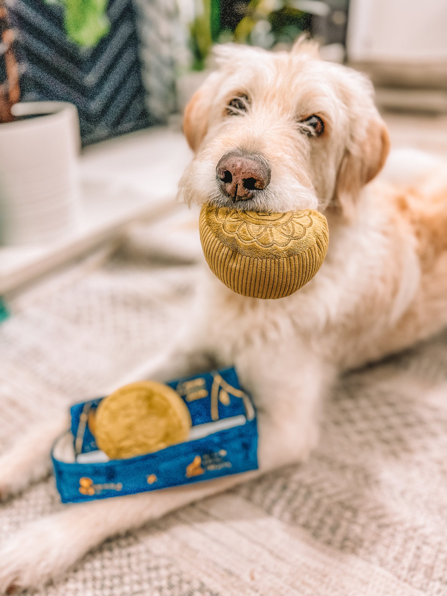 Mid-Autumn Festival Mooncake Box Dog Toy ft. Squeaky and Co - Matcha
