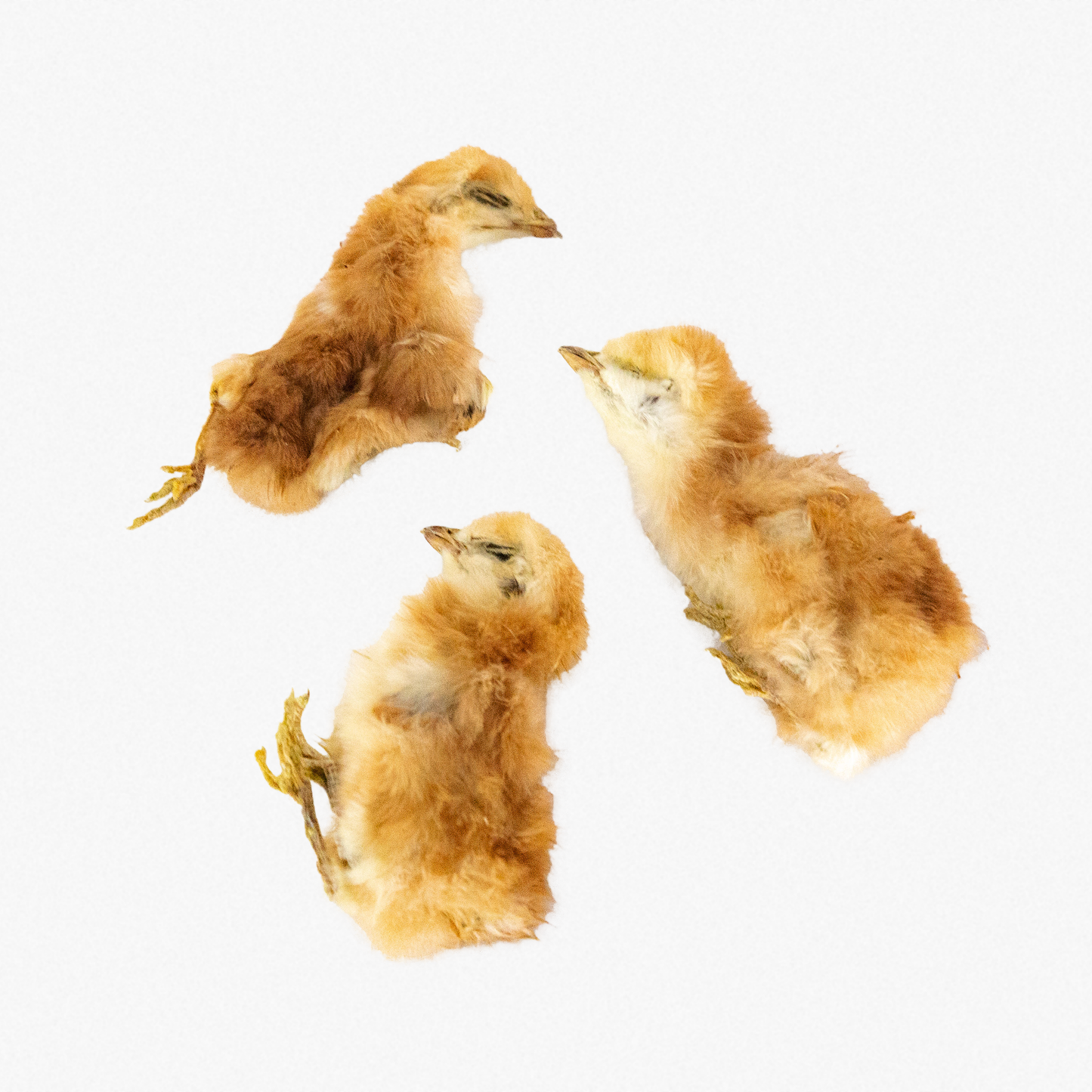 Dehydrated Chicken Hatchlings