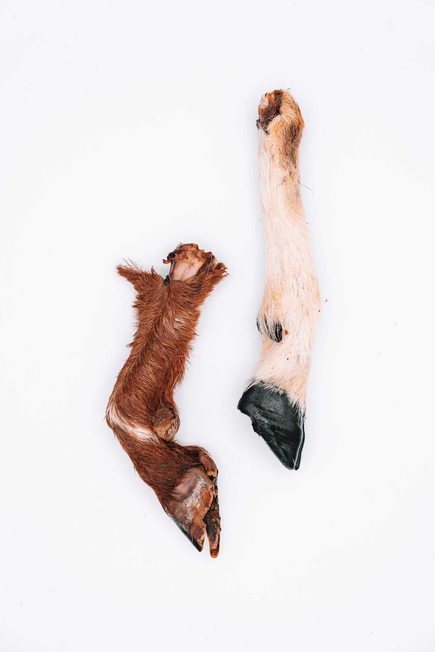 Dehydrated Whole Goat Trotters (Fur-On)
