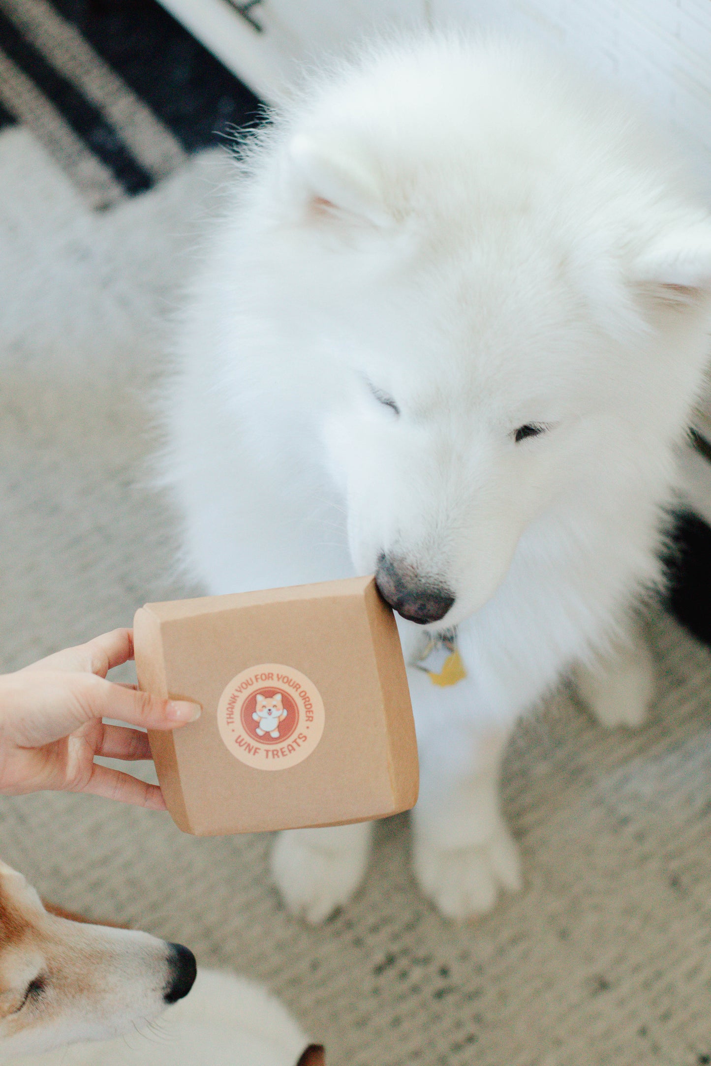 Woof Meal Fast Food Grab Bag
