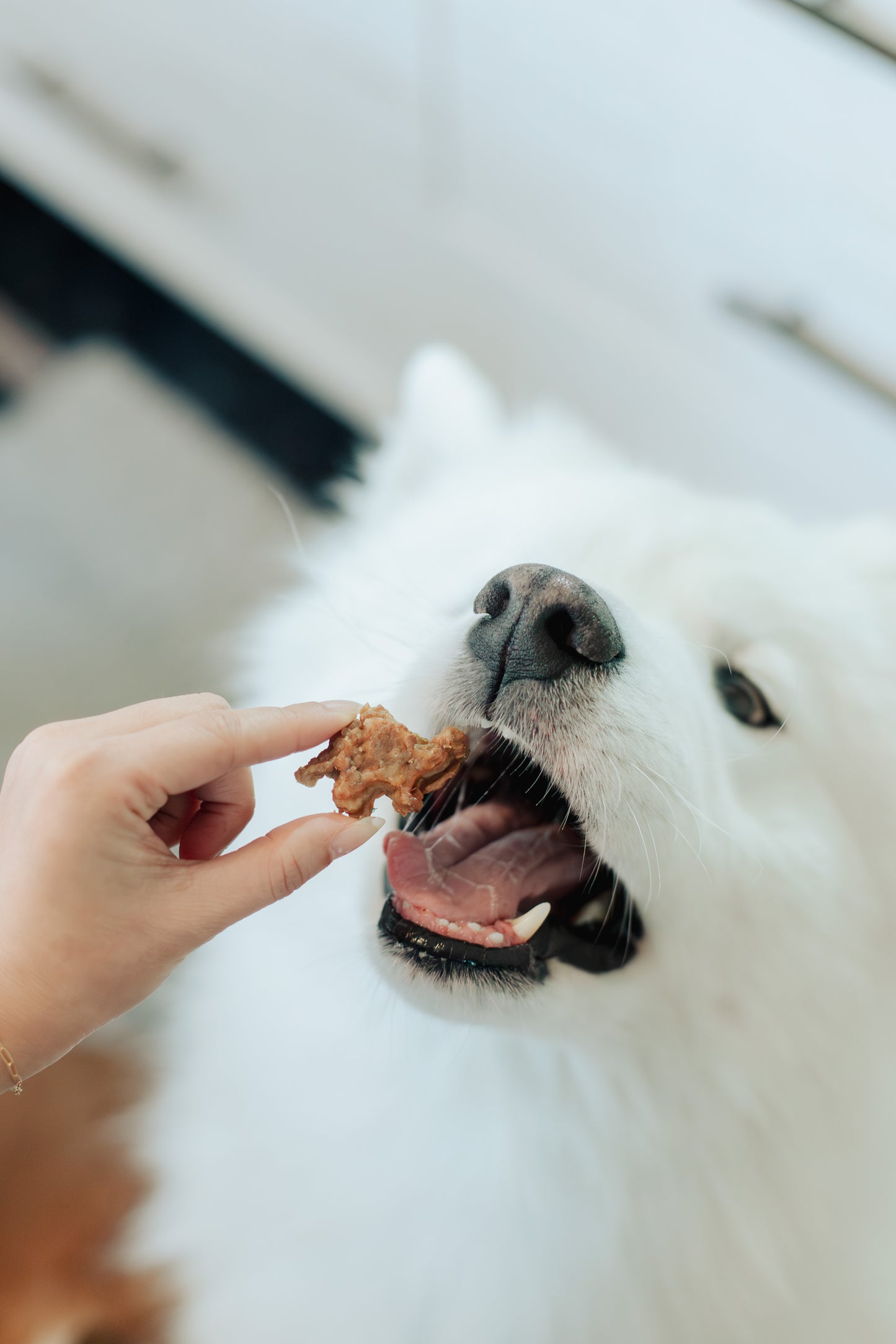 Woof Meal Fast Food Grab Bag