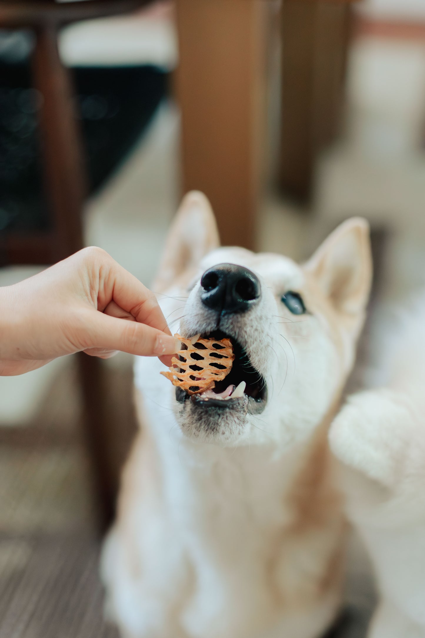 Woof Meal Fast Food Grab Bag