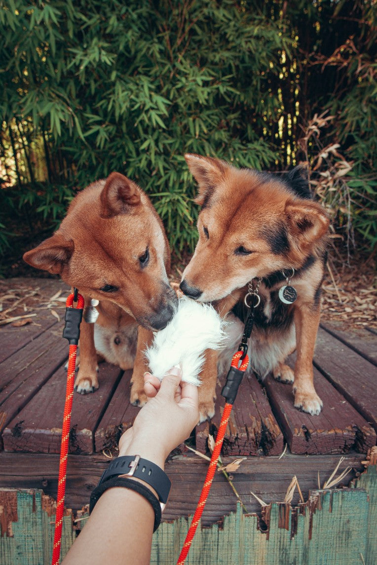 Dehydrated Rabbit Hide Chips