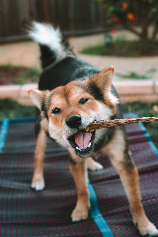 Dehydrated Veal Tails