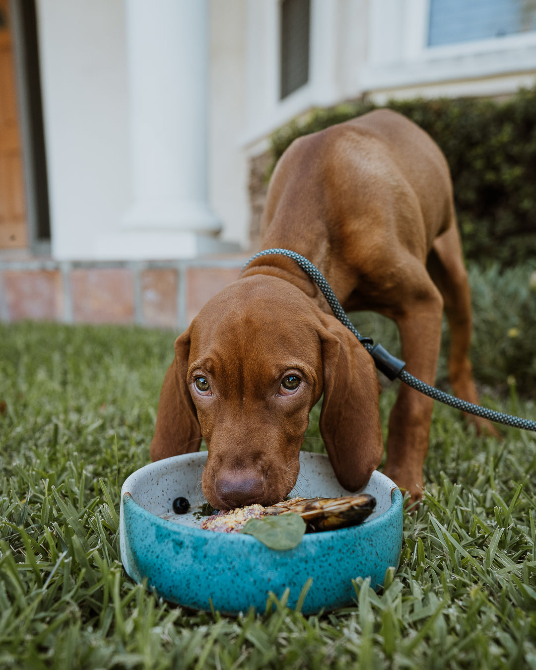Wild n Fresh Treats x KJ Pottery Dog Bowl