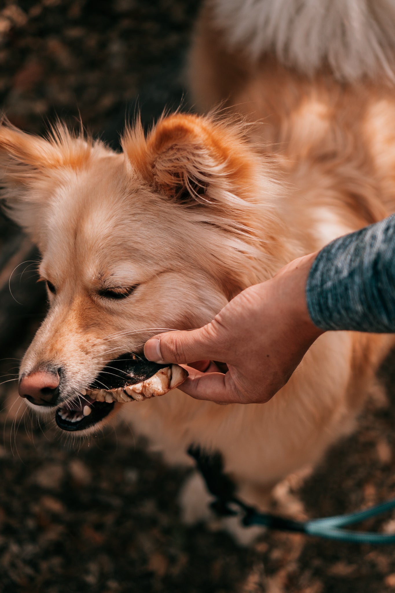 Dehydrated Beef Hearts