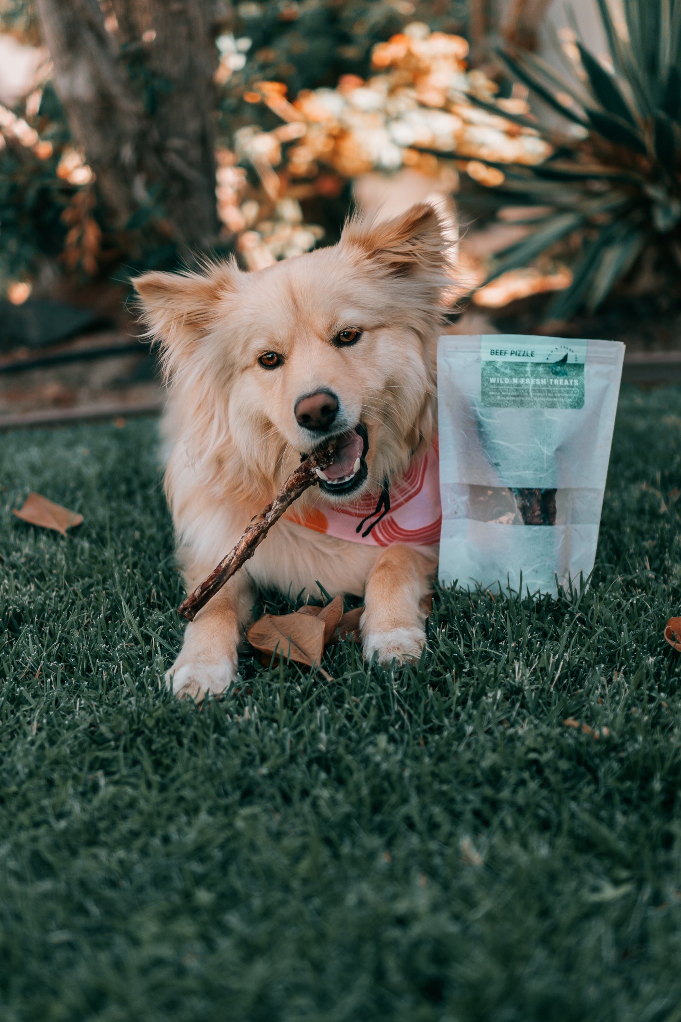 Dehydrated Beef Pizzle