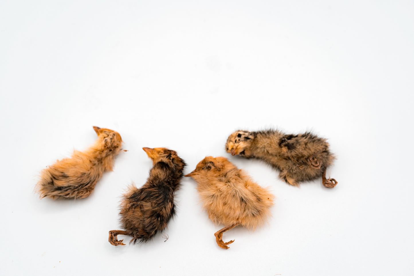 Dehydrated Whole Prey Quails with Feathers