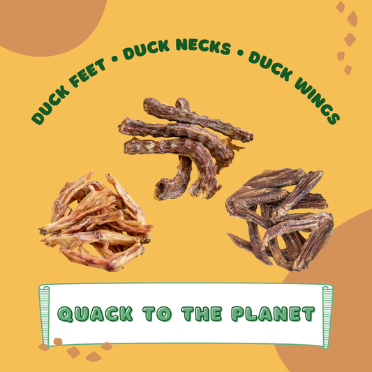 Quack to the Planet Pack