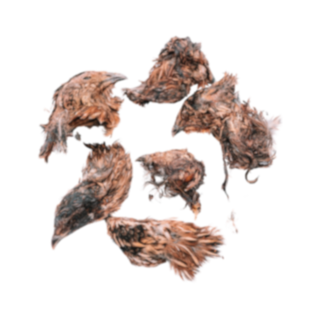 Dehydrated Quail Heads