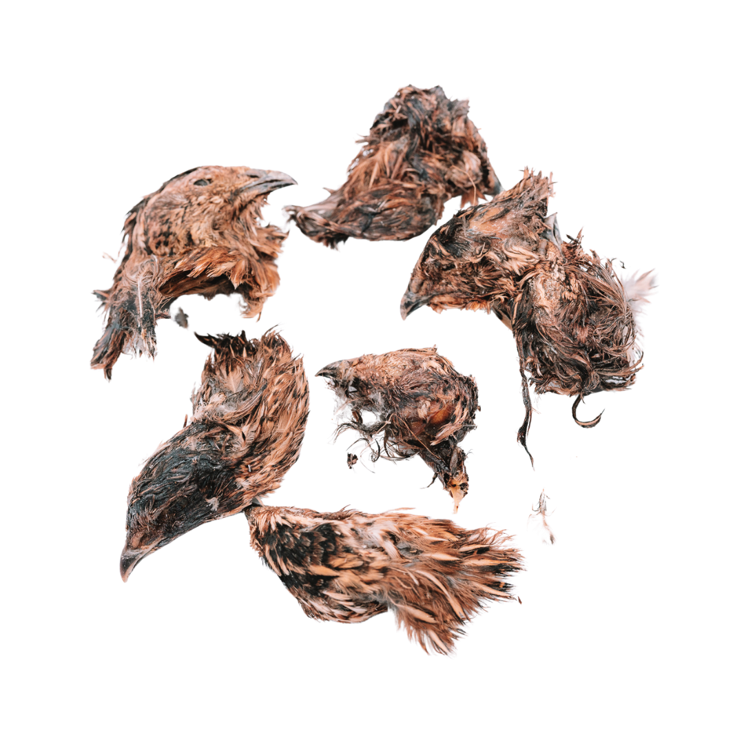 Dehydrated Quail Heads