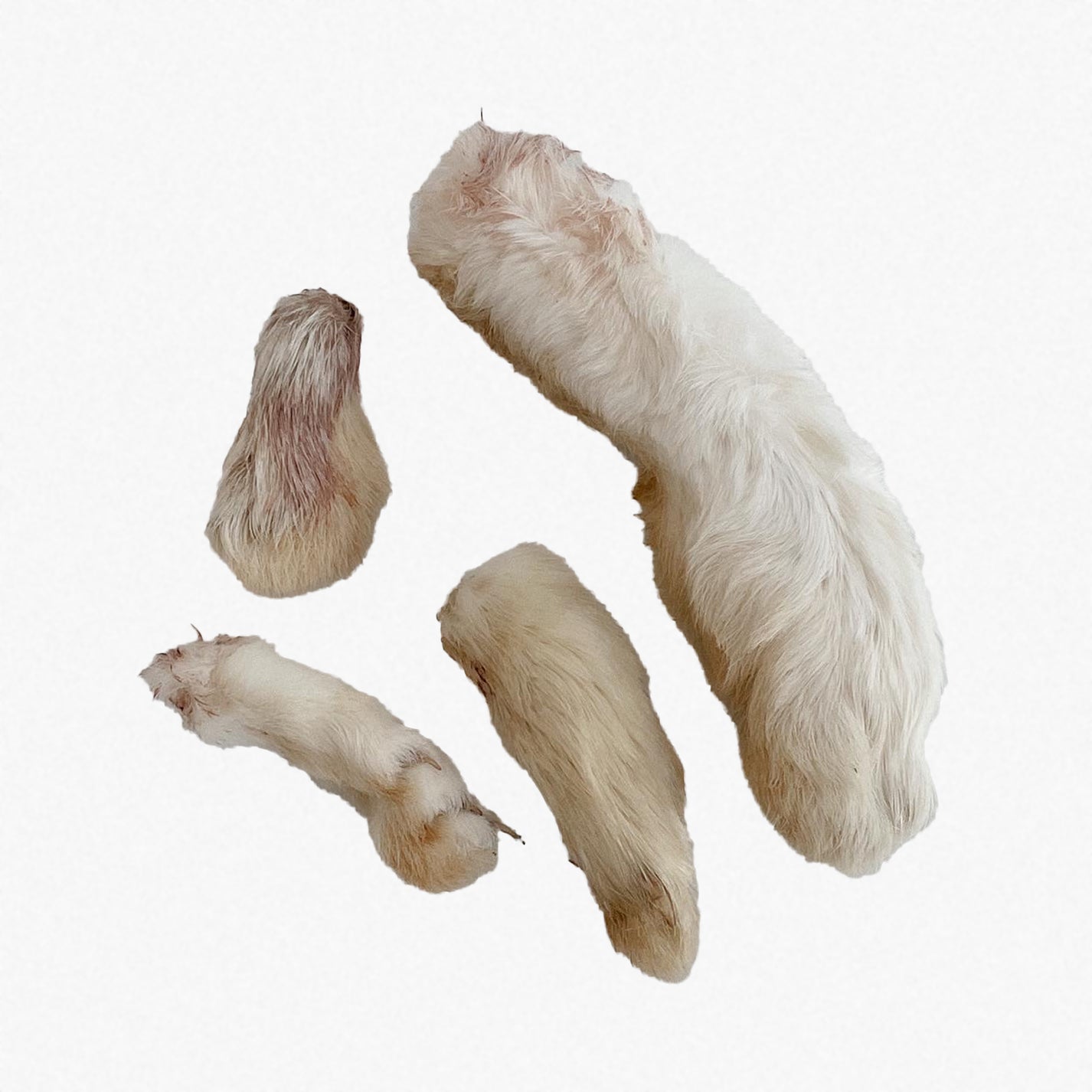 Raw Rabbbit Foot Dehydrated Rabbit Feet – Wild n Fresh Treats