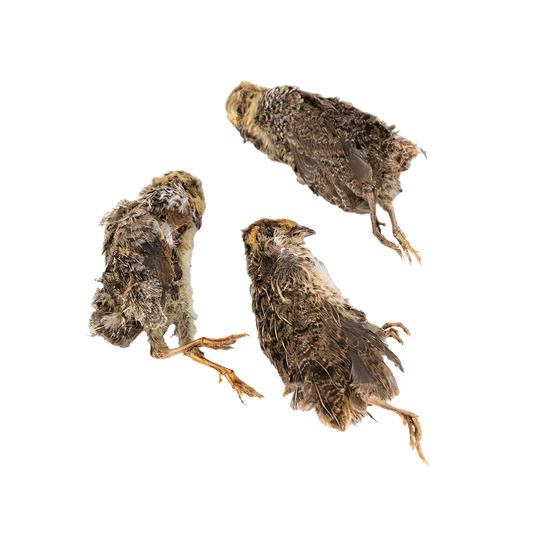 Dehydrated Whole Prey Quails with Feathers