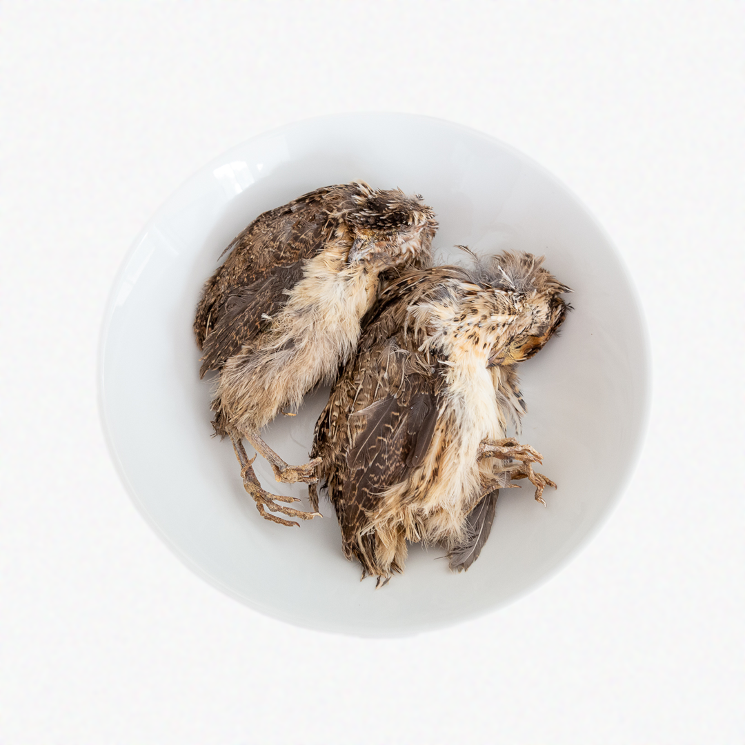 Dehydrated Whole Prey Quails with Feathers