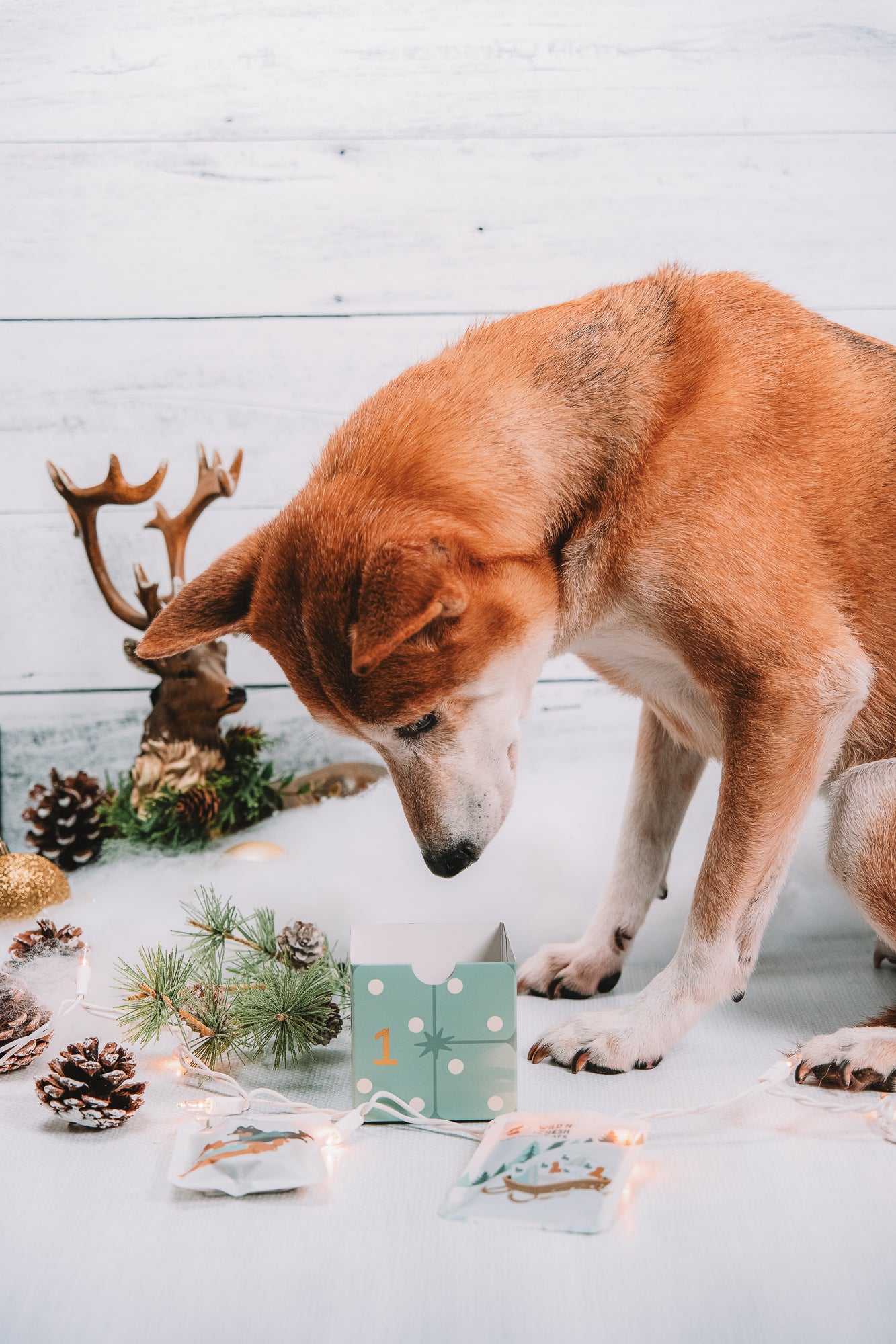 Limited-Edition 2026 Dog & Cat Treat Advent Calendar [PREORDER]