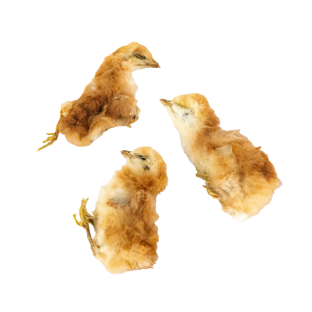 Dehydrated Chicken Hatchlings