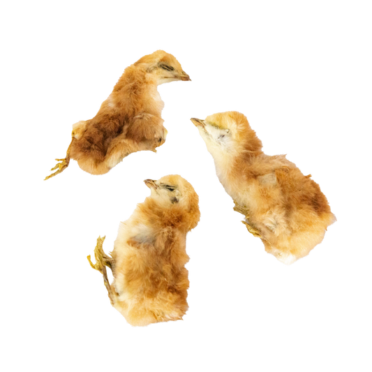Dehydrated Chicken Hatchlings