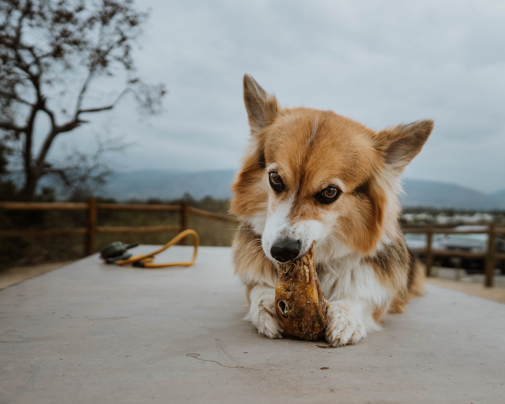 Dehydrated Duck Heads Wild n Fresh Treats
