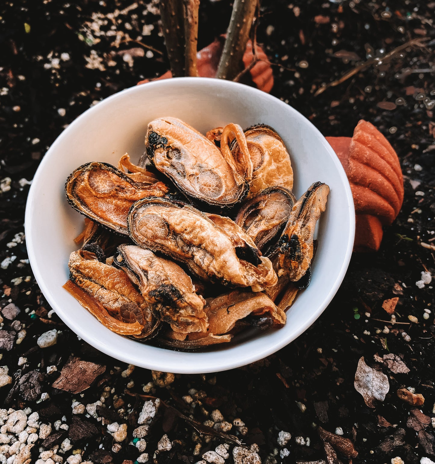 Dehydrated Green Lipped Mussels (NZ)