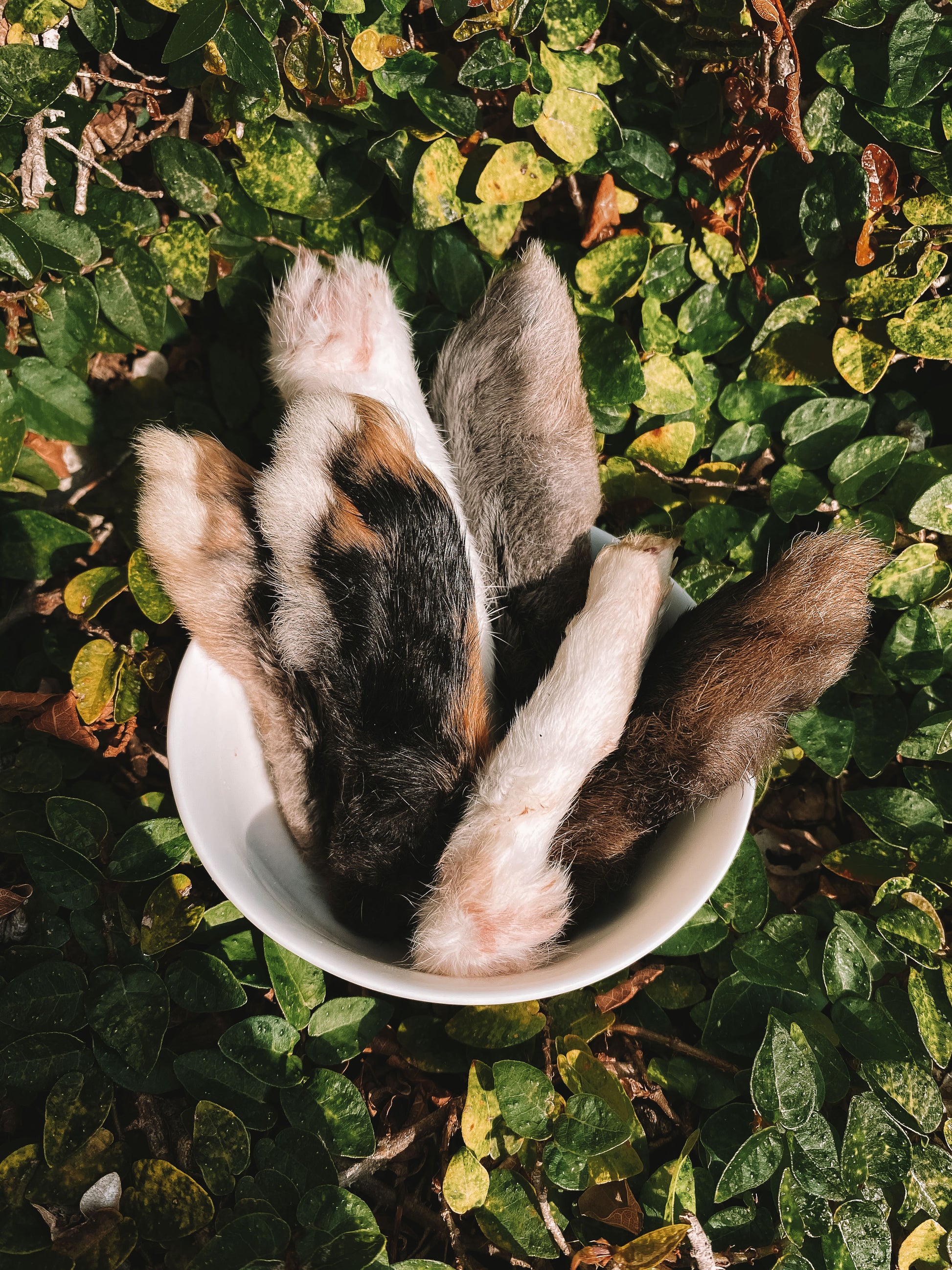 Dehydrated Rabbit Feet