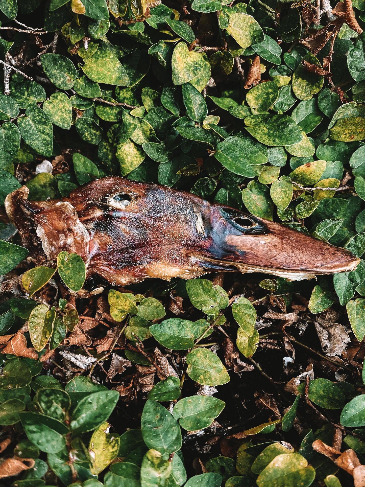 Dehydrated Duck Heads