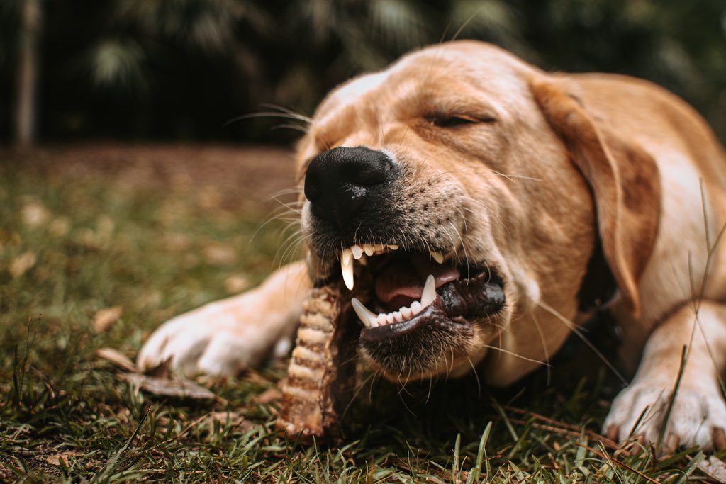 Dehydrated Beef Trachea