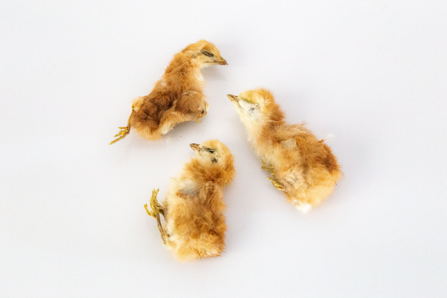 Dehydrated Chicken Hatchlings