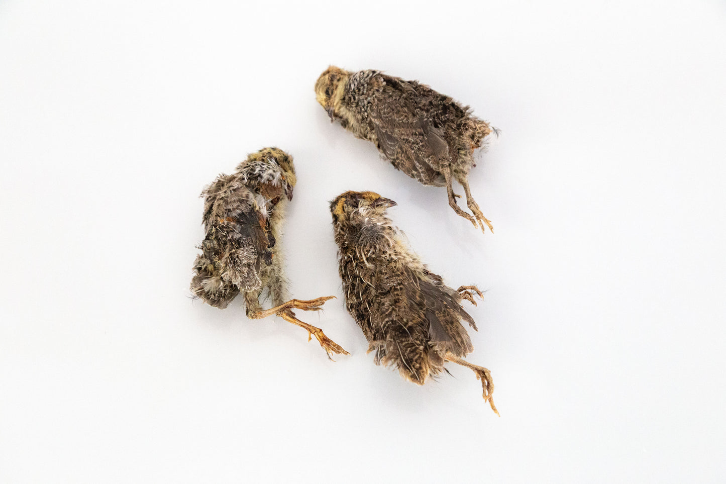 Dehydrated Whole Prey Quails with Feathers