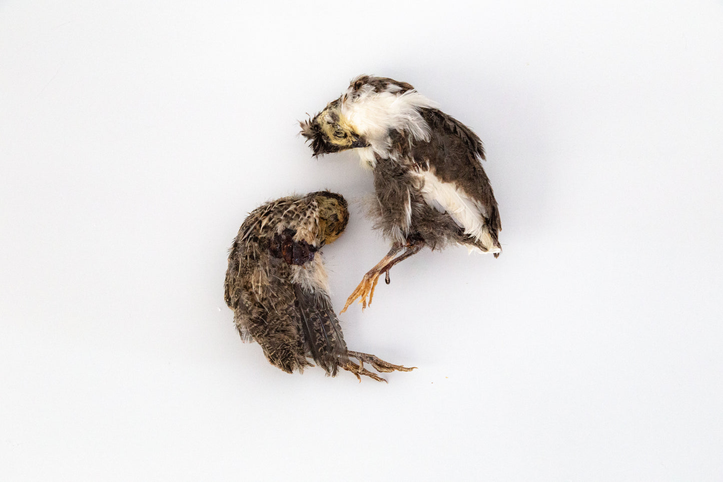 Dehydrated Whole Prey Quails with Feathers
