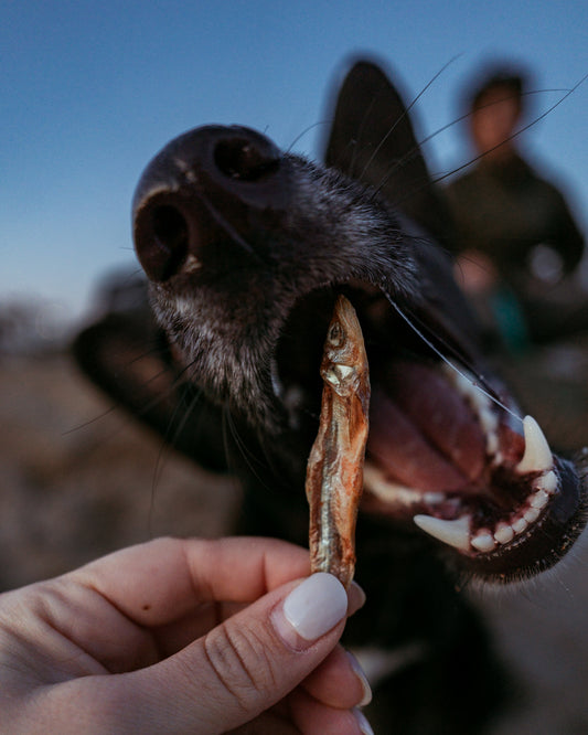 Dehydrated Smelt