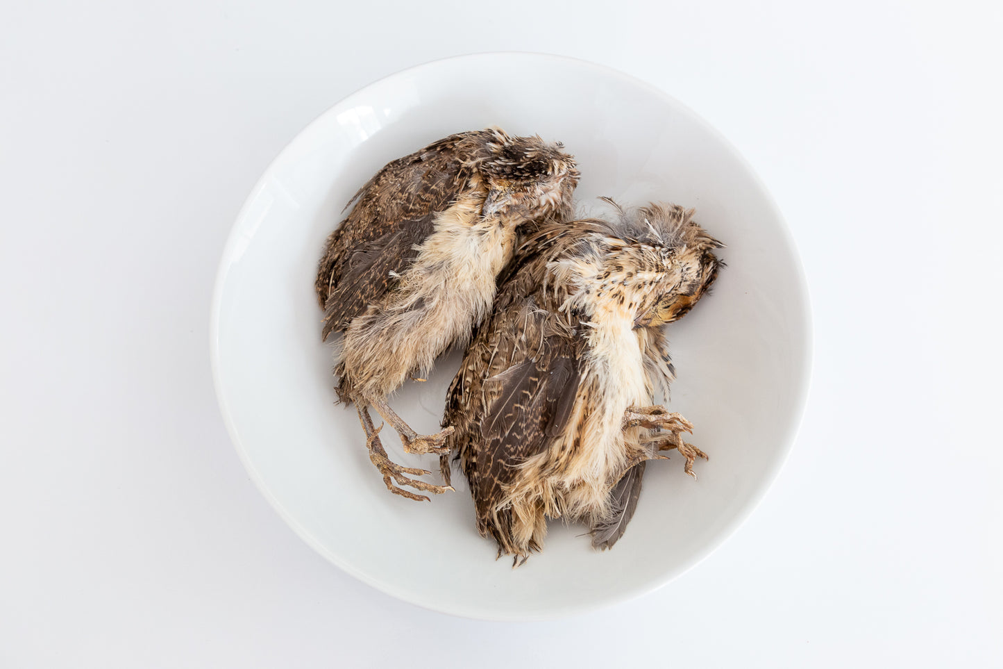 Dehydrated Whole Prey Quails with Feathers