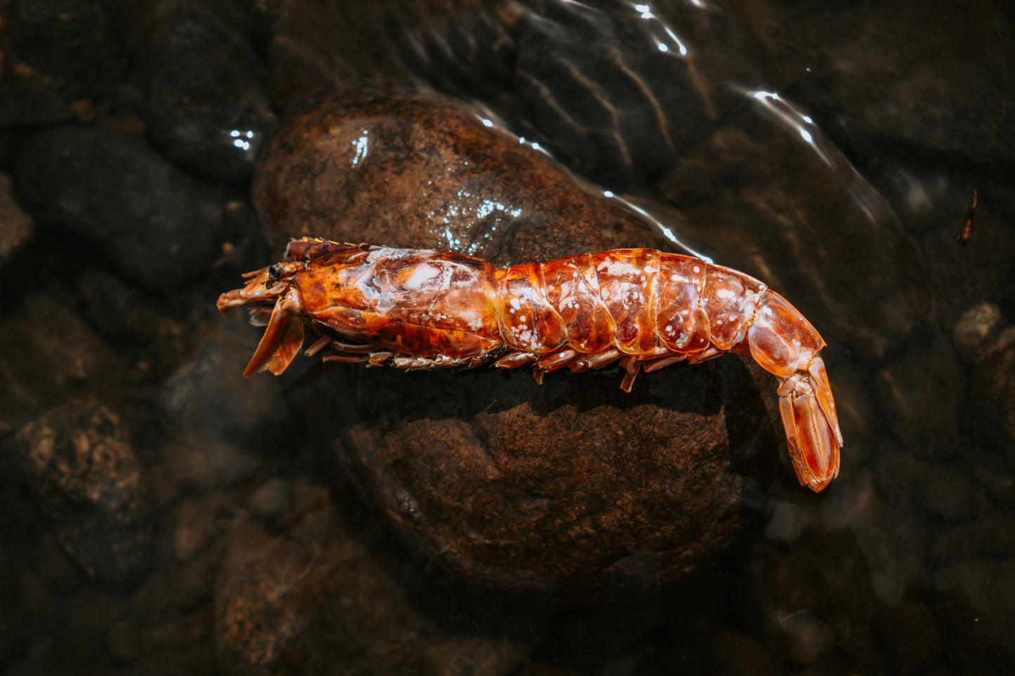 Dehydrated Argentine Red Shrimp