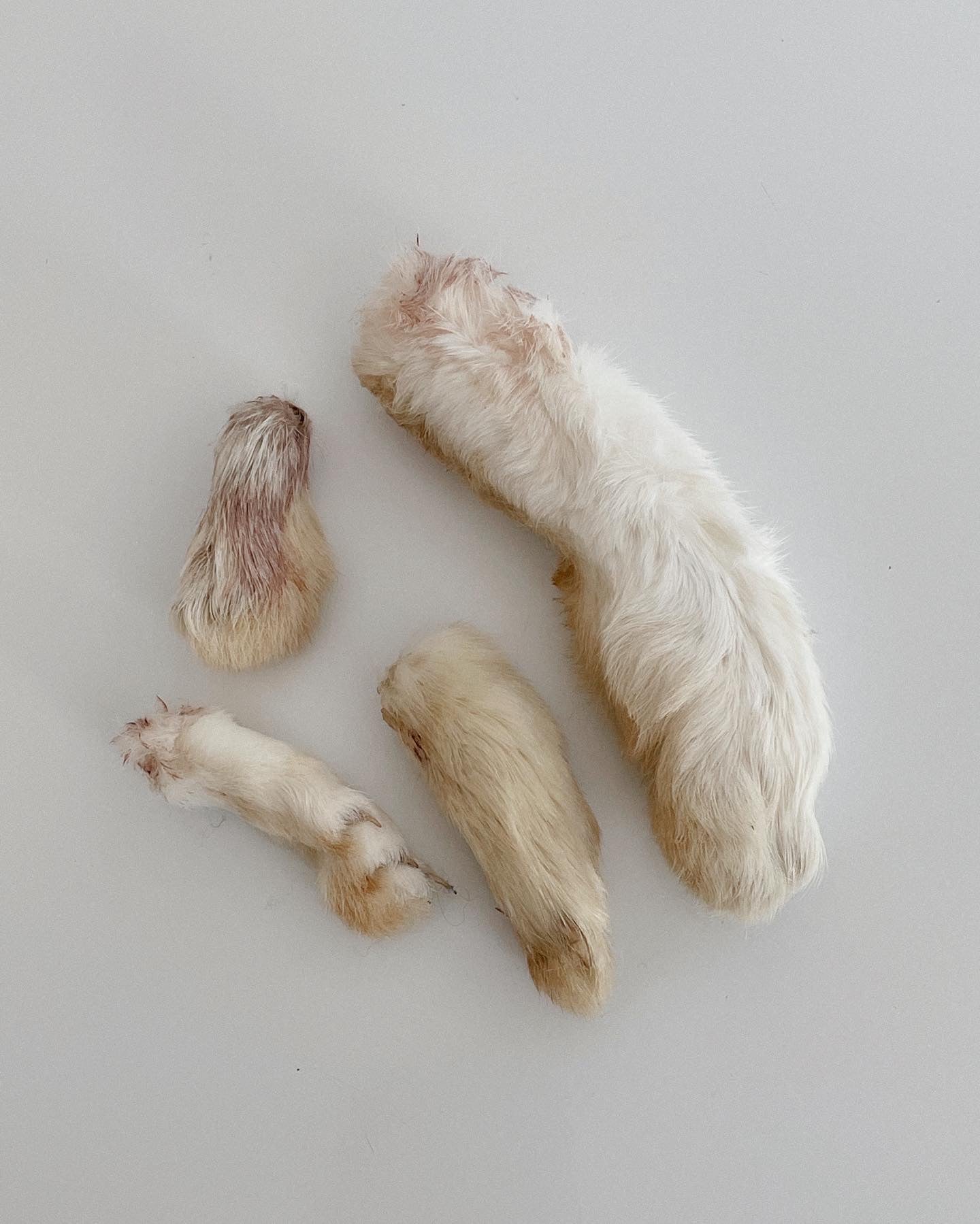 Raw Rabbbit Foot Dehydrated Rabbit Feet – Wild n Fresh Treats